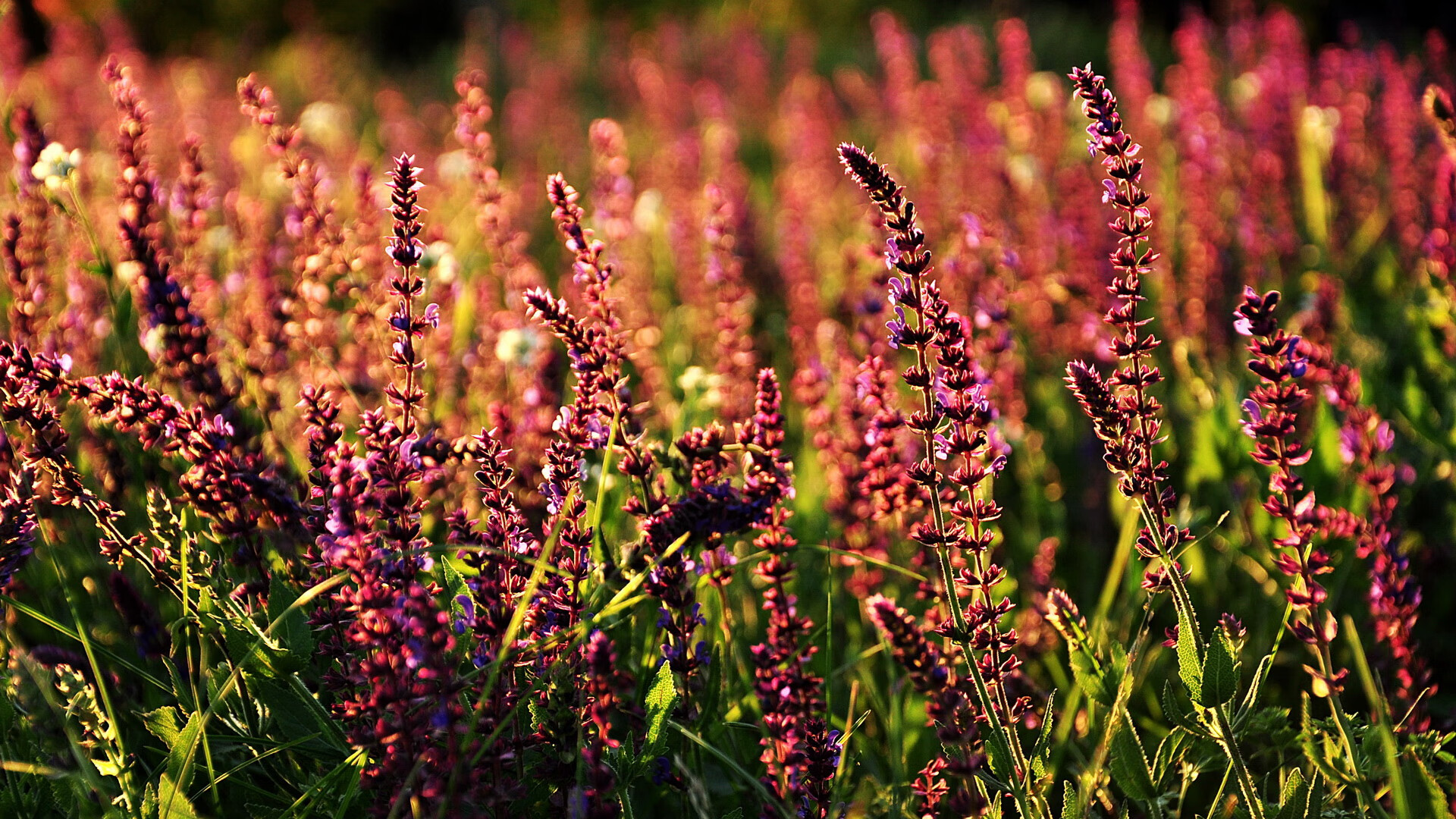 巨人肩上全队!哈兰德绝境双响扛巴萨闯过阿森纳鬼门关