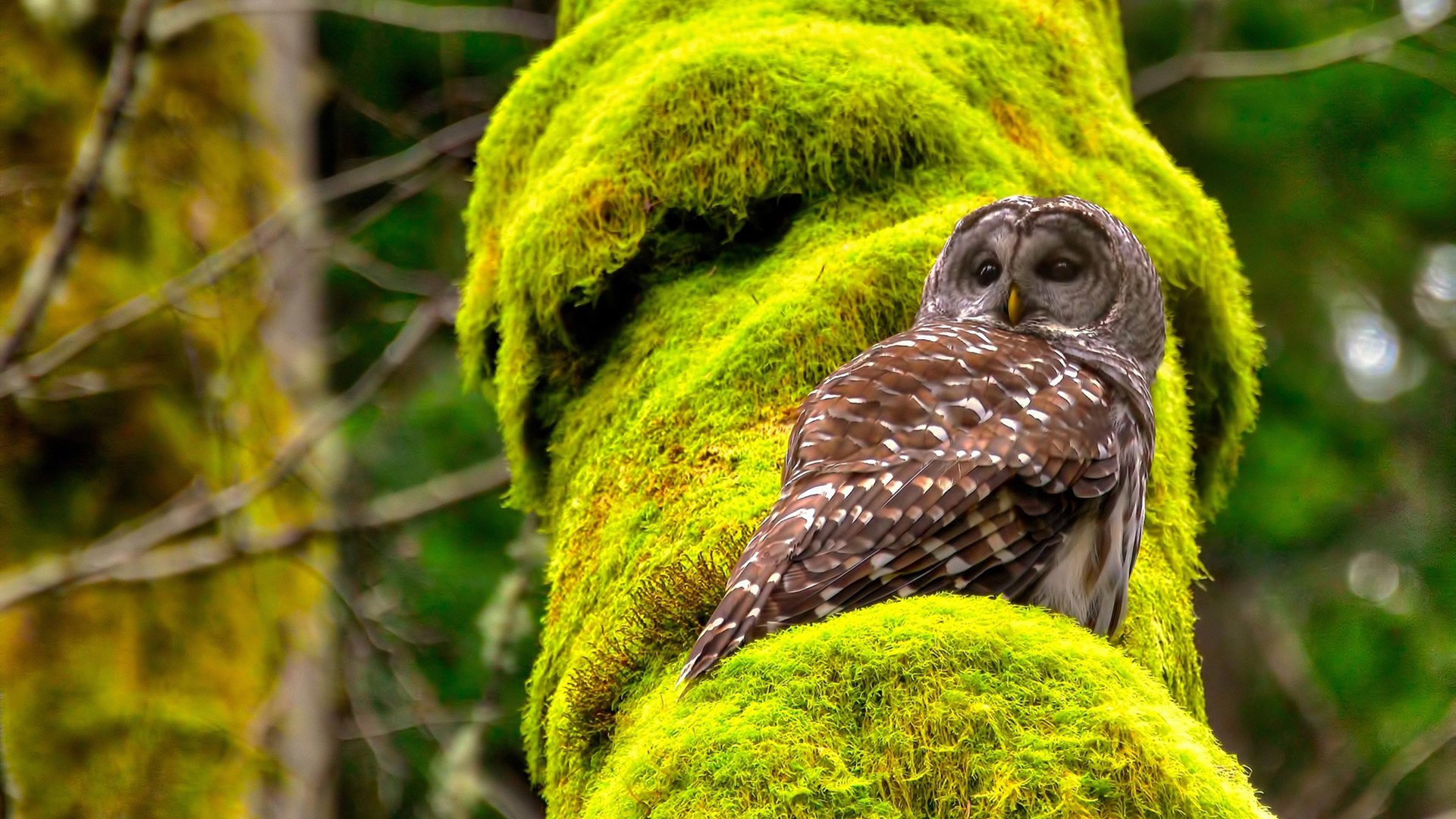 美网绝杀联合杯巅峰对决,鲁德刷新纪录,一场改变职业生涯的胜利