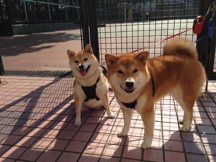 东方两股旋风，奥地利队鏖战展意志，梁靖崑暴起点燃赛场魂