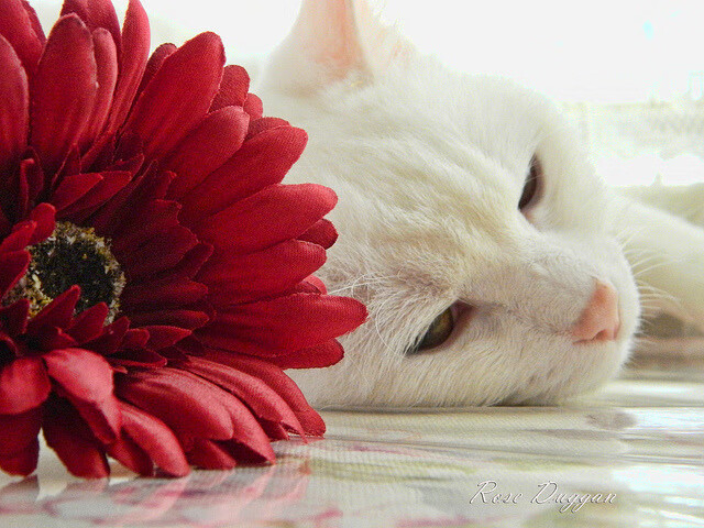 当摩洛哥的战术基因遇见本泽马的赛道统治力,一场关于控制的双重奏