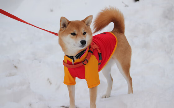 英格拉姆末节封神!国王鏖战灰熊,他的冠军级表现定义了关键二字