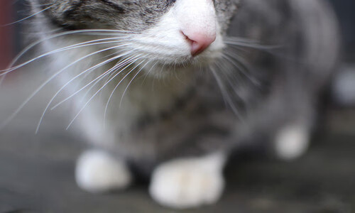 年度焦点之战，乌拉圭的铜墙时钟如何肢解勒沃库森的精密机器