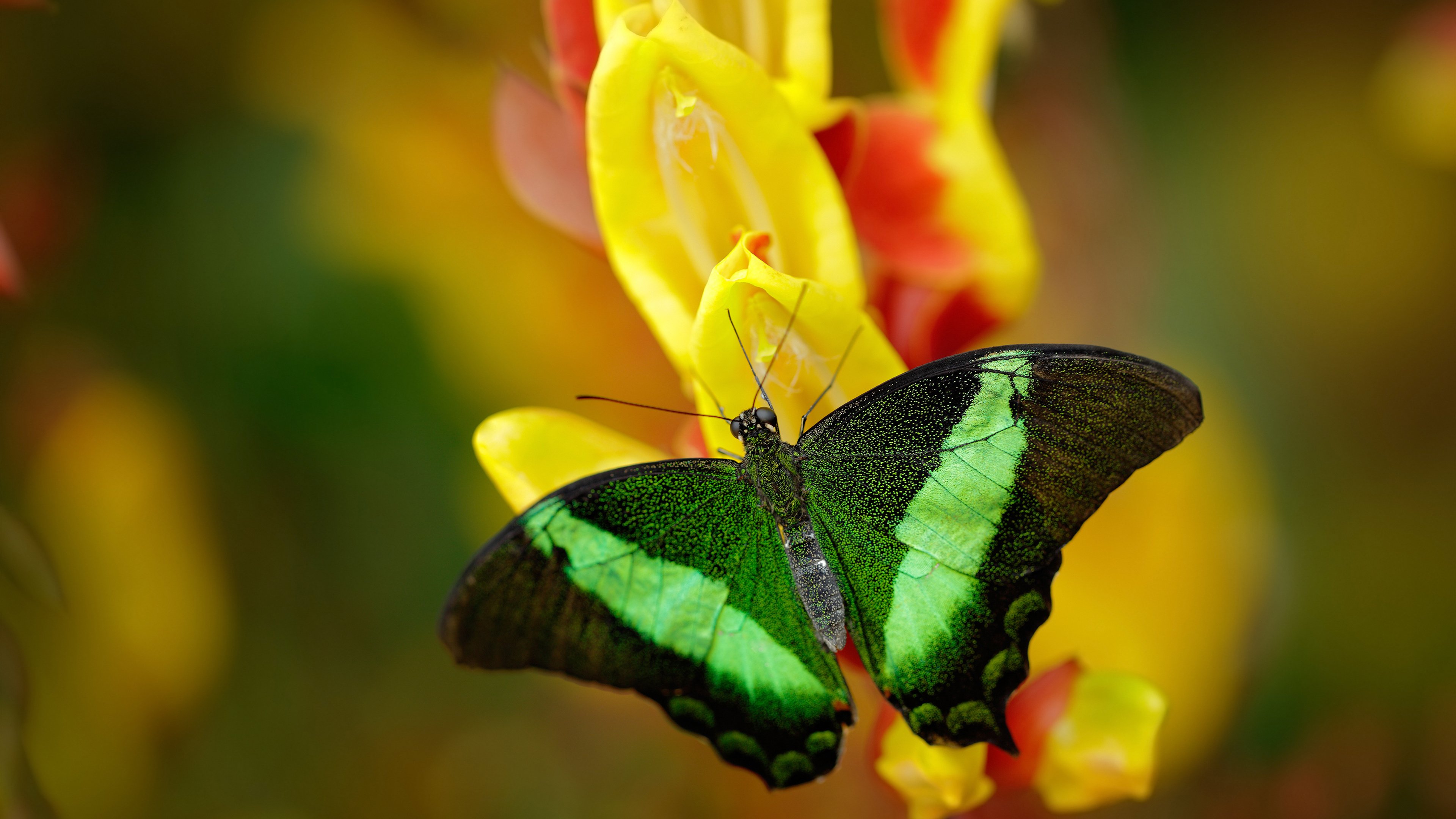 当世界陷入寂静，戈麦斯一剑封喉，诠释何为欧冠决赛的终极价值