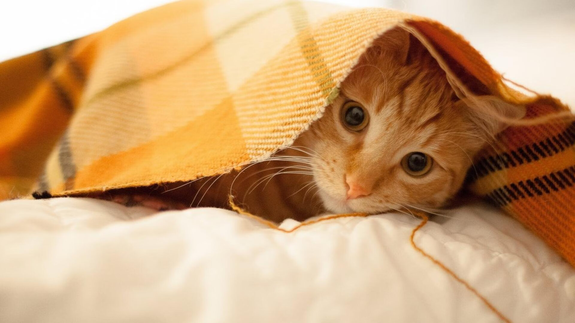 爱游戏娱乐-东方掘金，当约基奇的统治力遭遇深圳队的突围哲学