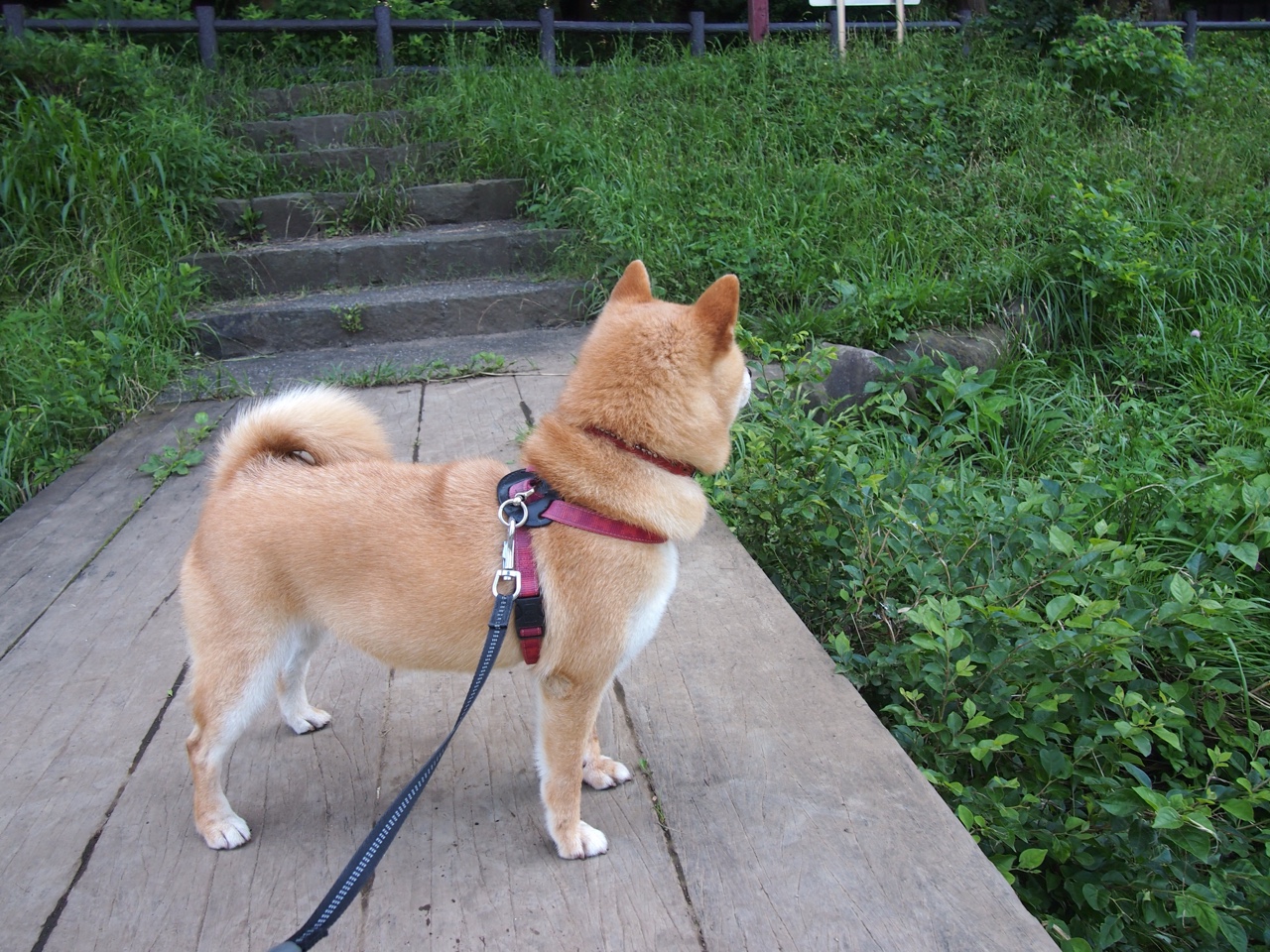 血脉的共振,当切尔西击溃厄瓜多尔,奥亚尔萨瓦尔在欧冠之夜升起