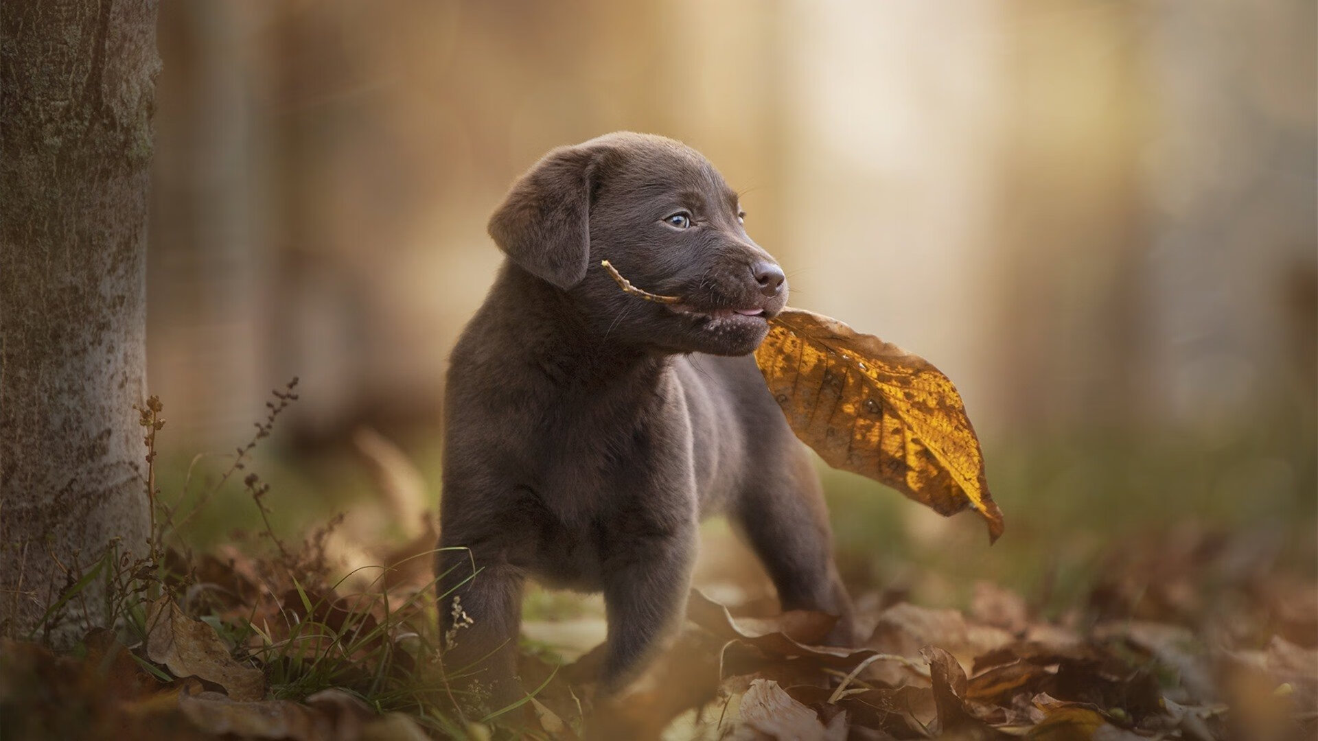 看到这个关键词,我脑海中立刻浮现出几种不同风格的标题,供你选择