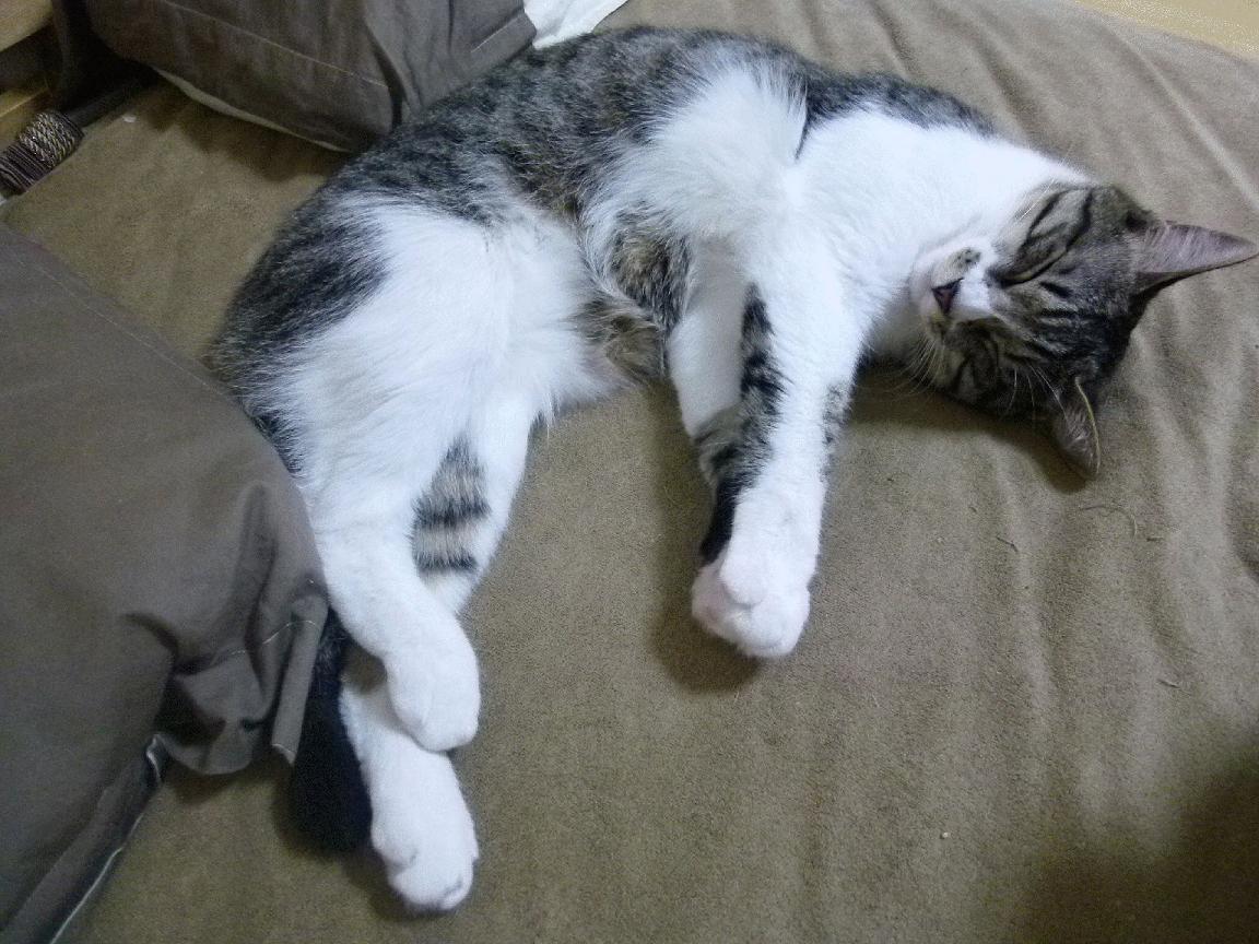 蓝领巨兽的怒吼之夜,戈贝尔末节统治攻防,率队挺进总决赛