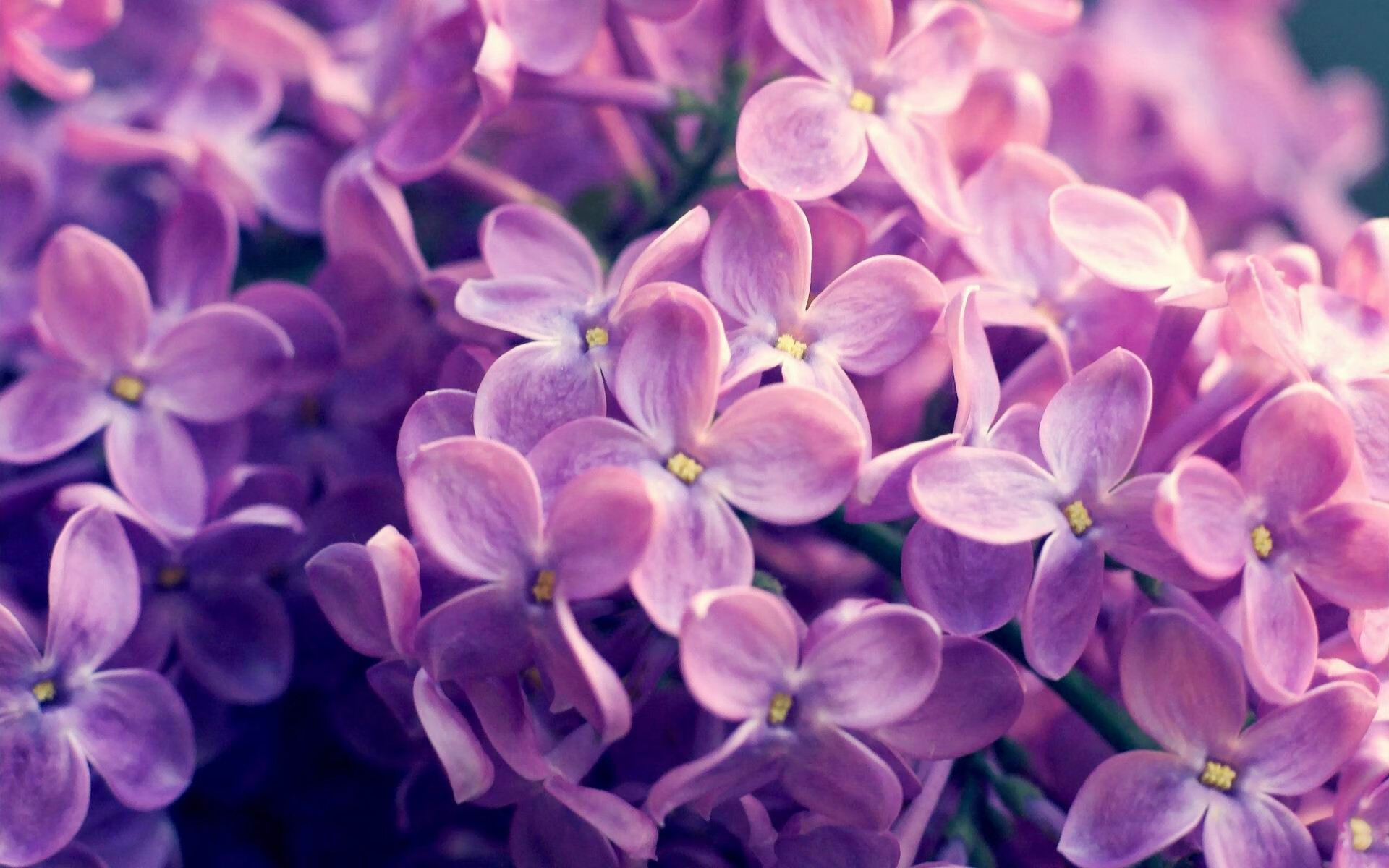 狼啸鹏城,当篮球节奏主宰绿茵场—2026世界杯焦点战前的跨界风暴