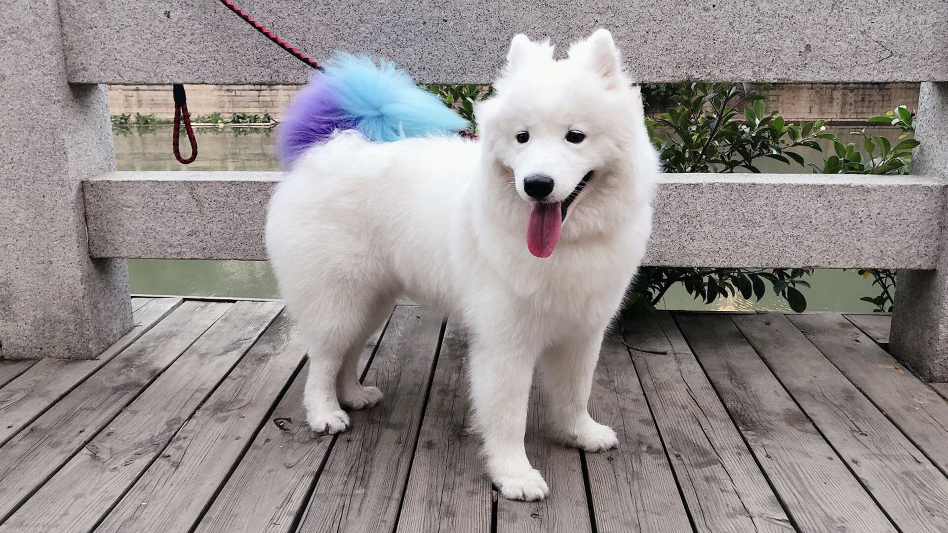 终结者贝林厄姆，当玻利维亚高原的奇迹吞噬墨西哥，一个英格兰少年如何成为美洲之殇的钥匙