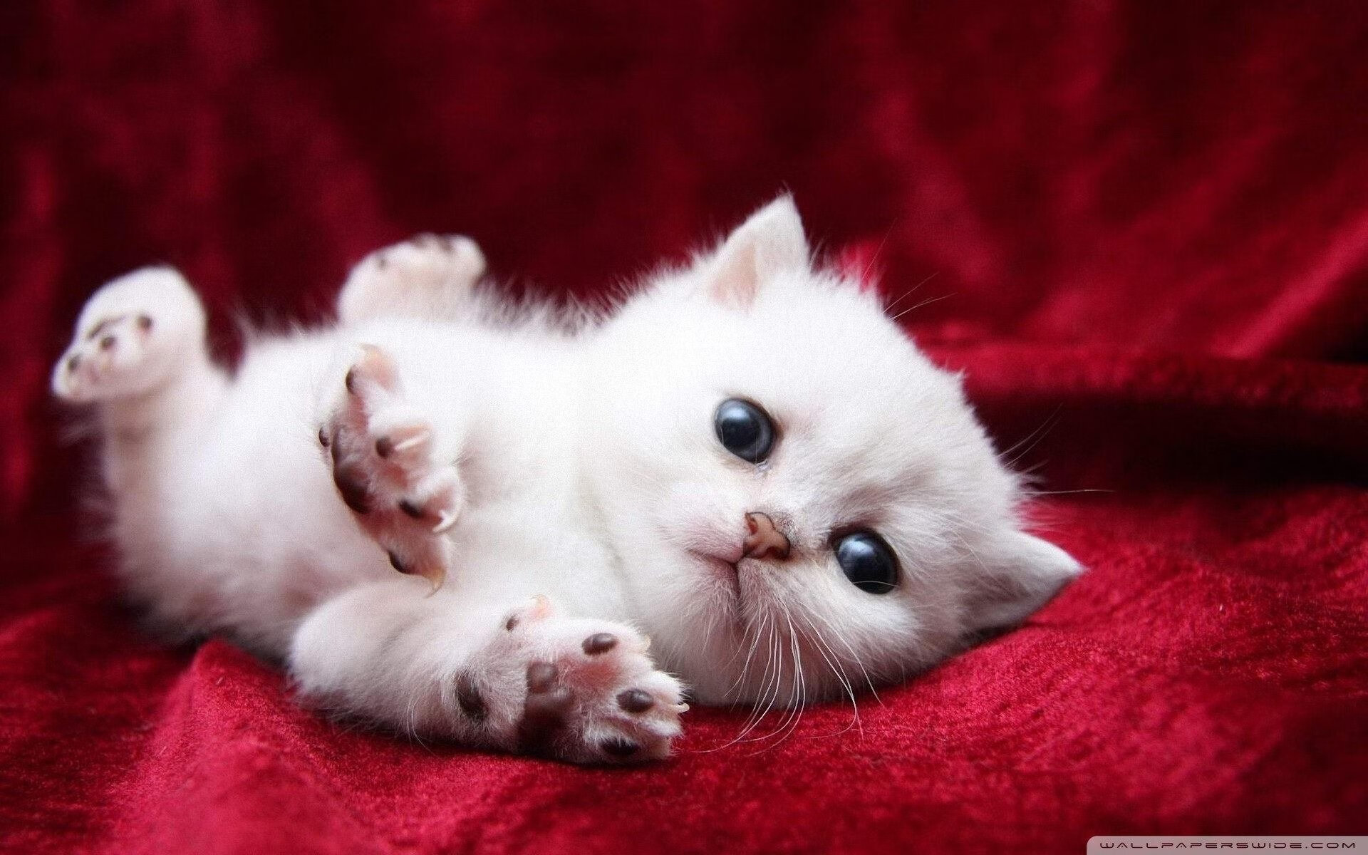 鹰击长空，F1摩纳哥街道赛焦点战，老鹰车队强行终结勇士车手三连冠梦