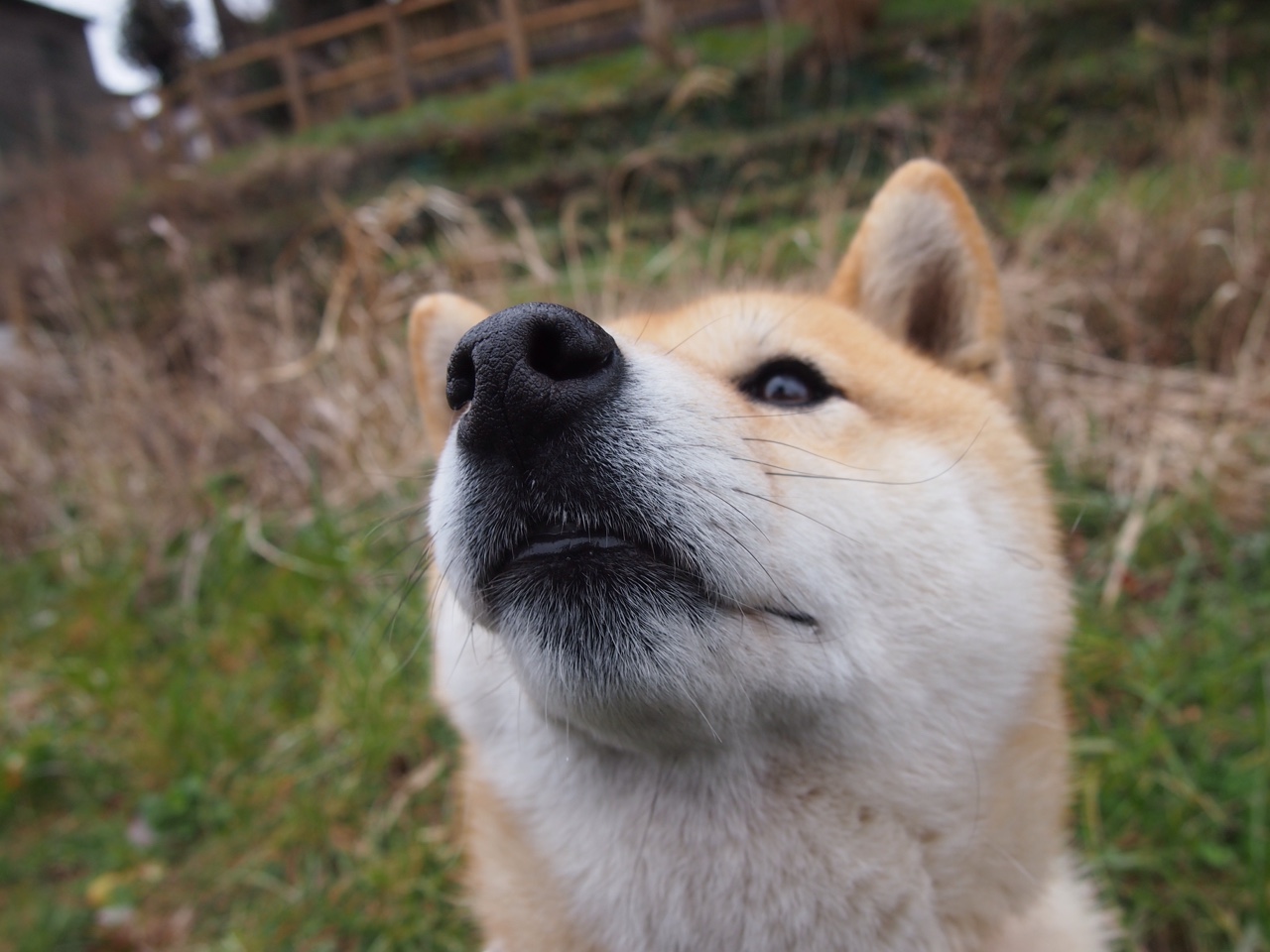 艺术碾压机器，欧文的关键先生之夜击碎掘金工业篮球