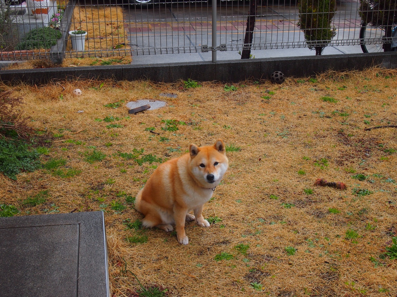 足球新坐标，从阿尔及利亚爆冷埃及，窥见意甲殖民地的战术革命